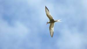 Sortie observation gratuite des oiseaux à Pérignat-sur-Allier (63)