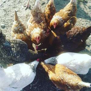 Découvrir la vie des poules dans un poulailler collectif le 11 Juin - Jardins partagés de la Butte Pinson (95)