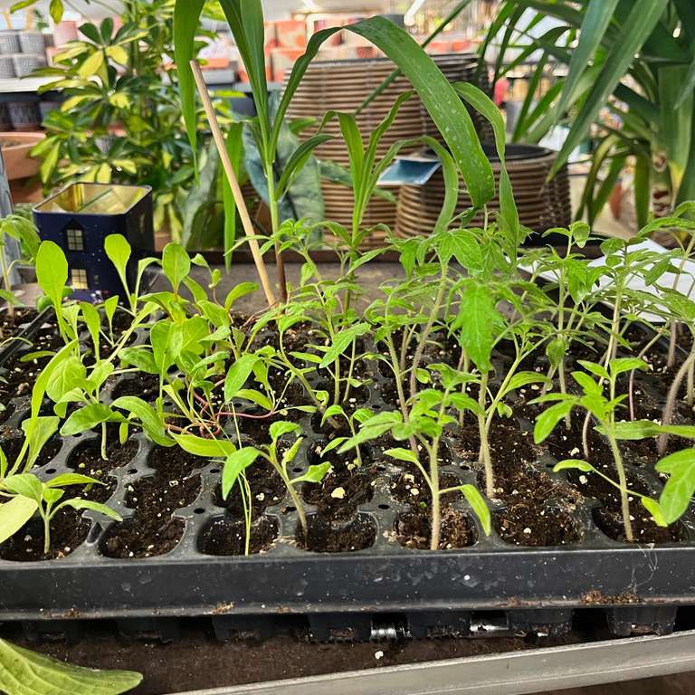 Distribution gratuite de 300 plants de tomates - Les Jardins de la Cotière, Beynost (01)