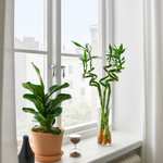 [IKEA Family] 2 achetées = 1 offerte : Plante, Dracaena sanderiana/spirale, 45 cm