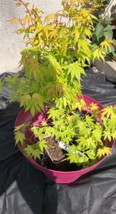 Arbuste érable du Japon (pot de 3 L, différents coloris) - Villaverde Aubière (63)