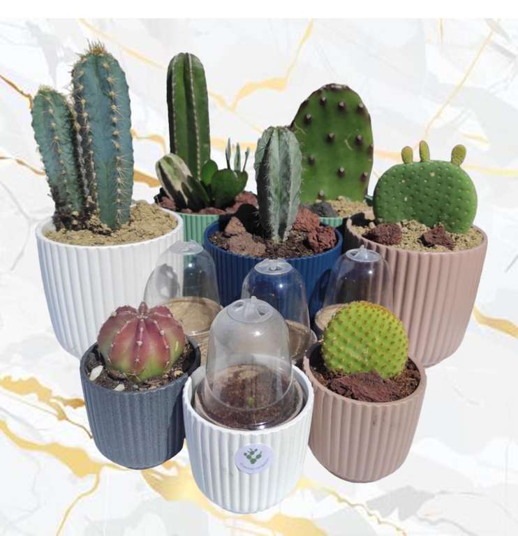Kit a faire pousser Nopalia - mini cactus (vendeur tiers)