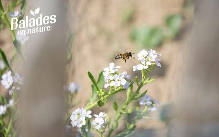 Découverte gratuite (sur réservation) des abeilles sauvages le 31/05 - Ancenis-Saint-Géréon (44)