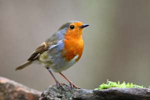 Initiation gratuite à la reconnaissance des chants d'oiseaux - Issoudun (36)