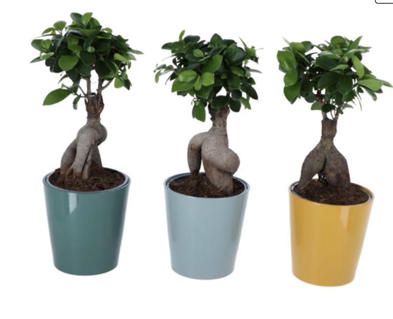 Ficus ginseng — Carrefour