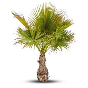 Washingtonia Robusta ou Palmier du Mexique - 125/150 cm, pot de 40 L (en magasin uniquement)