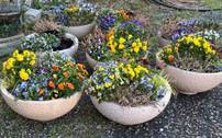 Distribution gratuite d’anciennes plantes retirées des jardinières - Écouen (95)