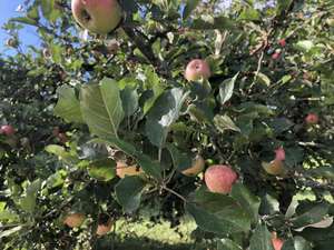 Cueillette de pommes dans les vergers communaux et Animations gratuites - Jumièges (76), Cirey-sur-Vezouze (54)