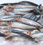3kg de sardine - atlantique nord-est