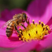 Distribution Gratuite de Sachets de Graines de Fleurs Mellifères - Roquebrune-sur-Argens / Puget-sur-Argens (83)
