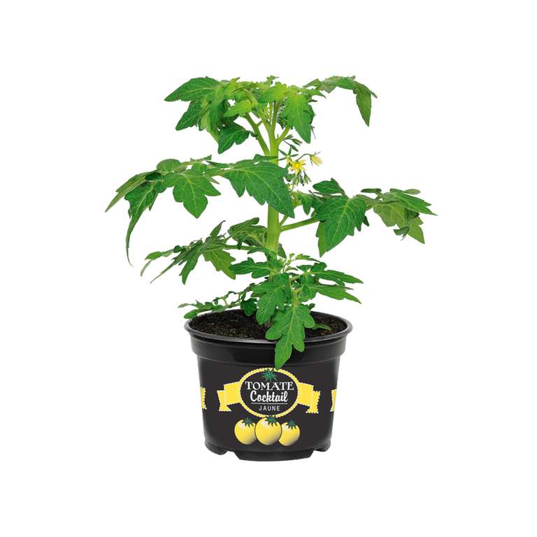Plant de tomates cocktail Gardenline (variétés rouge ou jaune)