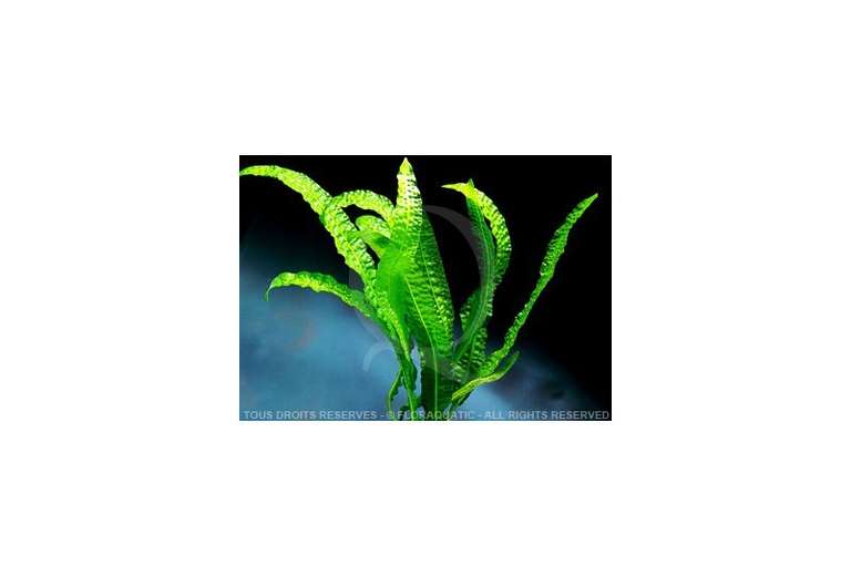 Sélection de produits en promotion - Ex : plante d'aquarium Aponogeton Boivinianus (frais de port inclus)