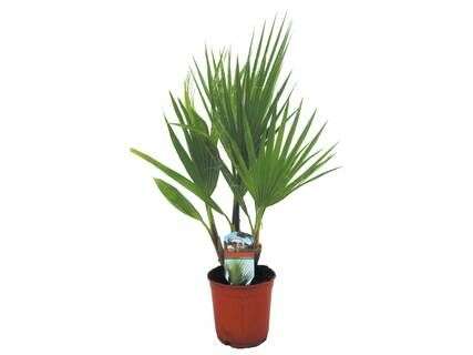 Palmier Yucca, Phoenix canariensis ou Washigtonia robusta - hauteur 55 cm minimum, Ø 15 cm
