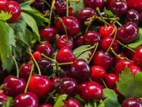 Distribution gratuite de cerises - Puteaux (92)