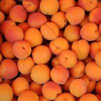 Distribution Gratuite d'Abricots, de Courgettes, de Jus d'Orange - Nîmes (30)