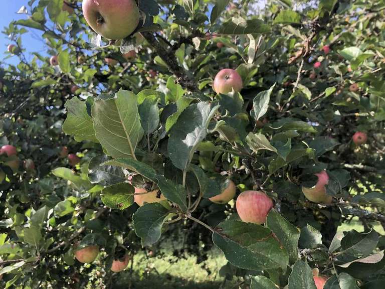 [Habitants] Cueillette gratuite de pommes sur le verger communal de Gauville-la-Campagne (27)