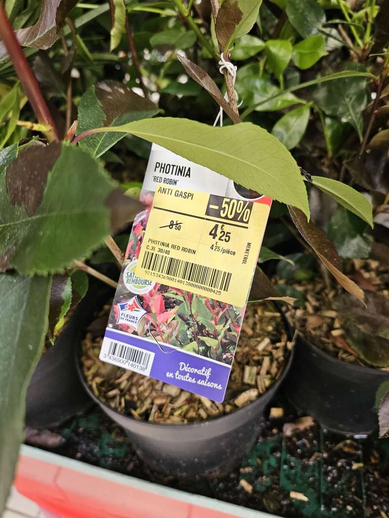 Plants de Photinia Red Robin - Carrefour Riom (63)
