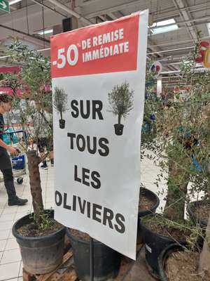 50% de réduction sur tous les oliviers - Ex: Olivier en pot - 70L, Drancy (93)