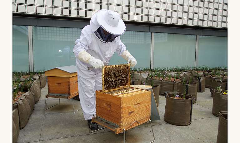 Visites, Dégustation de miel et Animations Gratuites aux ruches de l'Institut du monde arabe (sur réservation) - Paris (75)