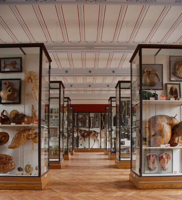 Entrée au Musée Fragonard et Visites Guidées Gratuites (sur Réservation) à École Nationale Vétérinaire de Maisons-Alfort (94)