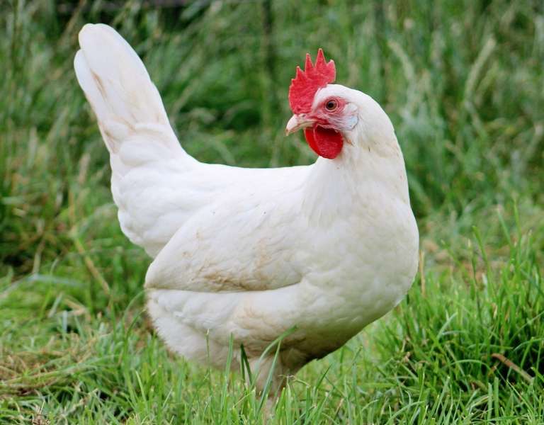 6 000 poules à adopter dans l’Avesnois (59)