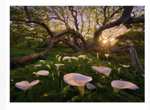 Puzzle Magic Forest Calla Clearing Heye - 1000 pièces