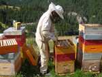 [APIdays] Animations gratuites du 13 au 15 juin: Dégustation de miels, ateliers récoltes, bouturage & bougies, visites de ruchers…