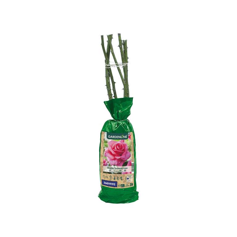 Rosier à Repiquer Gardenline - Au choix : rosier à massif, couvre sol ou grimpant. Variétés et coloris assortis