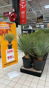 Yucca Rostrata, Pot de 35 litres - Auchan Dardilly (69)