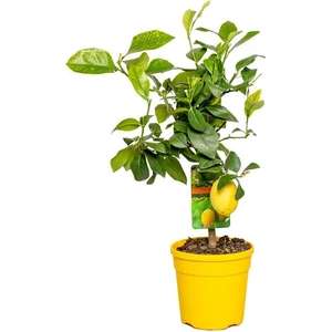 Pot de plante méditerranéenne - Hauteur 25/38 cm (Figue, citron et orange)