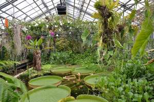 Entrée et visites gratuites dans les serres tropicales du Jardin botanique Jean-Marie Pelt - Villers-lès-Nancy (54)