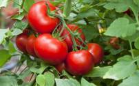[Habitants] Distribution gratuite de 50 000 plants de fleurs, aromatiques ou tomates - Val-de-Reuil (27)