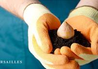 Distribution gratuite de bulbes - Versailles (78)