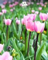[Ouvert à tous] Distribution gratuite de tulipes - Eaubonne (95)