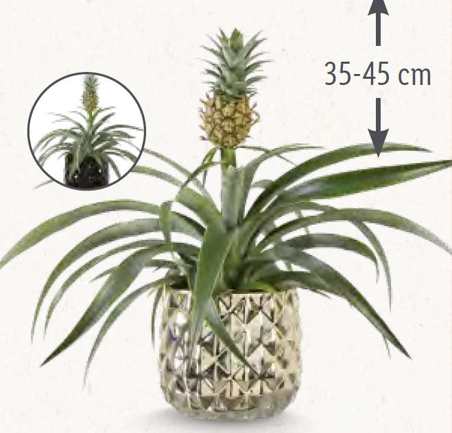 Ananas plante en pot de 15 cm de diamètre - hauteur 35-45 cm
