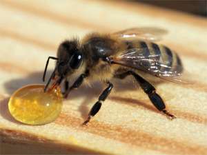 [Journées nationales de l'abeille] Animations gratuites – Ex : Visites de rûchers, Extraction et Dégustation de miel, Ateliers bougies, ...