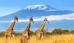 Vol A/R Paris (CDG) <-> Kilimandjaro (Tanzanie) avec 2 bagages soute via Kenya Airways du 3 au 15 mai