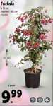 Plante à fleurs en pot - Fuchsia 80cm