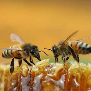 [APIdays] Animations gratuites du 13 au 15 juin: Dégustation de miels, ateliers récoltes, bouturage & bougies, visites de ruchers…