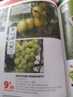Fruitiers grimpants au choix (sélection de magasins)