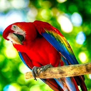 Entrée gratuite au Zoo/Parc Animalier "Parrot World" pour les enfants déguisés âgés de moins de 12 ans - Crécy-la-Chapelle (77)