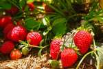 Engrais Solabiol Fraisiers Et Petits Fruits SOFRAY500 - 500 g - Stimulateur de croissance - Utilisable en Agriculture Biologique