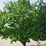 Sélection d'arbres en promo - Ex : Noisetier Commun ou Coudrier (Corylus Avellana) - Godet - Taille 20/40cm