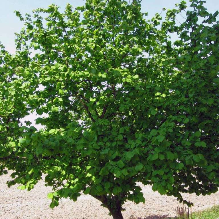 Sélection d'arbres en promo - Ex : Noisetier Commun ou Coudrier (Corylus Avellana) - Godet - Taille 20/40cm