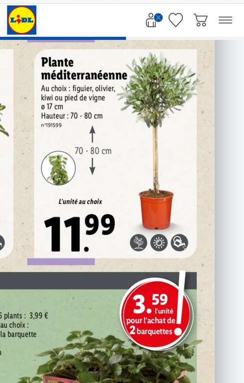 Plante méditerranéenne (figuier, olivier, kiwi, ou pied de vigne) - hauteur 70-80cm