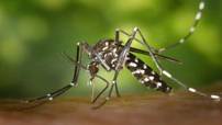 Distribution Gratuite De Larvicide Biologique aux habitants - Villenave d'Ornon (33)
