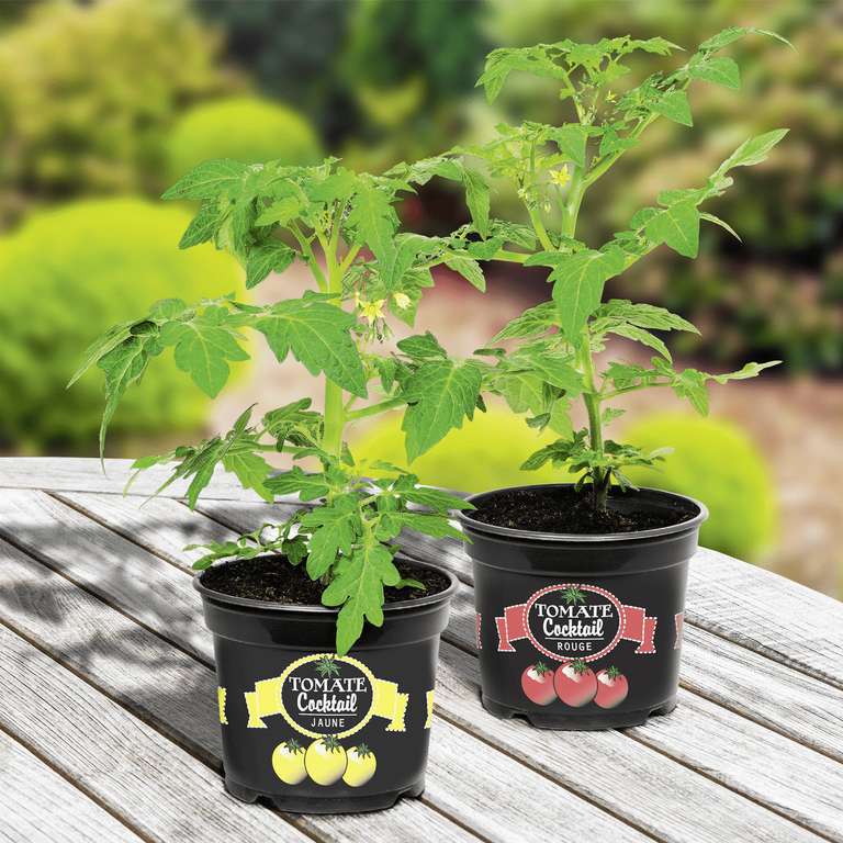 Plant de tomates cocktail Gardenline - Hauteur 35cm