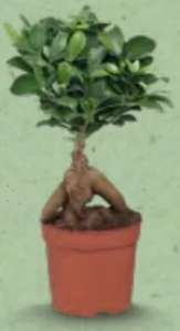 Sélection de plantes vertes ou exotiques à 3,99€ - Ex : Bonsaï Ficus Ginseng