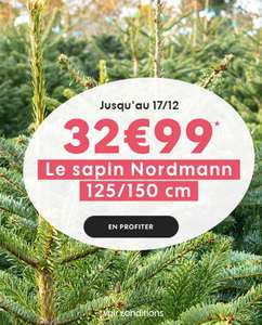 Sapin de Noël Nordmann - 125/150 cm