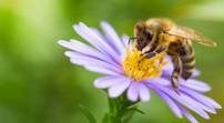 Distribution gratuite de graines de fleurs pour les abeilles - Langrune-sur-Mer (14)